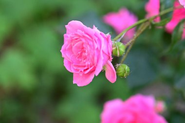 Yaz bahçesinde güzel pembe güller