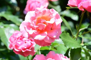 Taze gül filizinin botanik çekimi