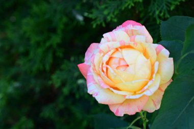 Sarı gül yaz bahçesinde