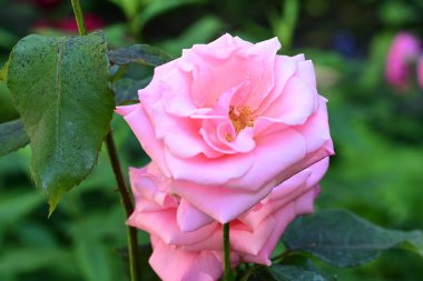 Taze gül filizinin botanik çekimi