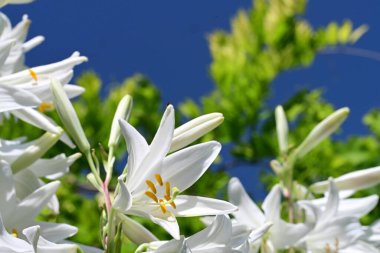 Bahçedeki güzel beyaz zambak çiçeklerine yaklaş.