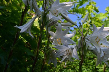 Bahçedeki güzel beyaz zambak çiçeklerine yaklaş.