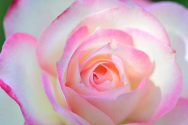 Bahçedeki güzel pembe beyaz gülün yakın görüntüsü 