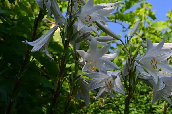 Bahçedeki güzel beyaz zambak çiçeklerine yaklaş.