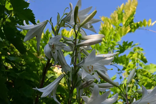 Bahçedeki güzel beyaz zambak çiçeklerine yaklaş.