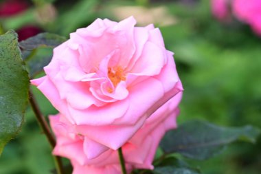 Yaz bahçesinde yetişen güzel pembe gül.