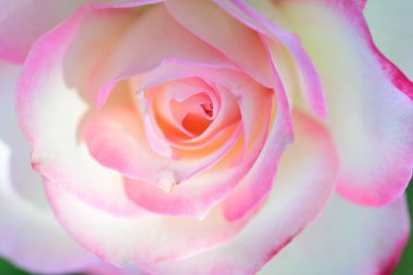 Bahçedeki güzel pembe beyaz gülün yakın görüntüsü 