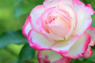 Güneşli yaz gününde bahçede güzel çiçekler 