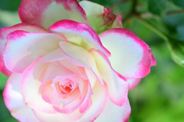 Bahçedeki güzel pembe beyaz gülün yakın görüntüsü 