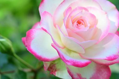 Bahçedeki güzel pembe beyaz gülün yakın görüntüsü 