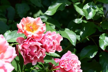 Çiçek açan güllerin yumuşak yaprakları