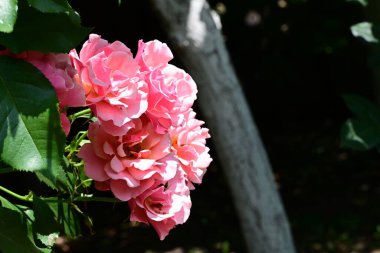 Çiçek açan güllerin yumuşak yaprakları