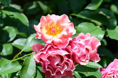 Taze yapraklı, narin gül çalısı