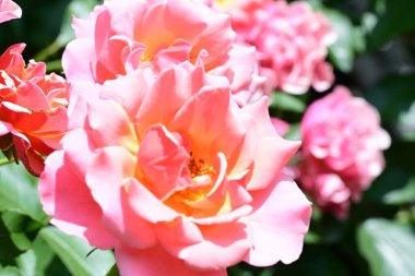 Taze yapraklı, narin gül çalısı