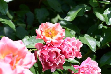 Taze yapraklı, narin gül çalısı