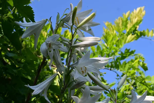 Güneşli yaz gününde bahçede güzel çiçekler 