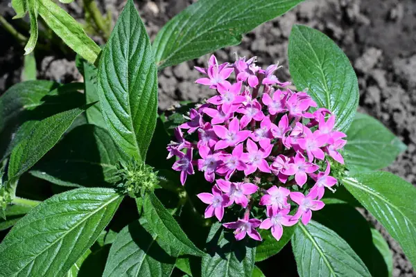 Güneşli yaz gününde bahçede güzel çiçekler 