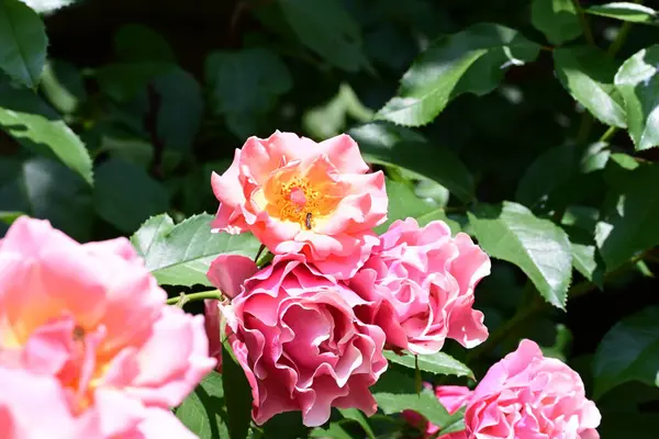 Taze yapraklı, narin gül çalısı