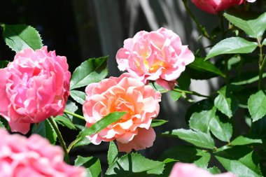 Yumuşak ışıkta açan pembe gül çalısı.