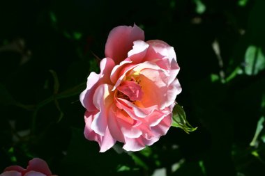 Yumuşak ışıkta açan pembe gül çalısı.