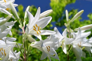 Bahçedeki güzel beyaz zambak çiçeklerine yaklaş.