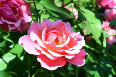 Yumuşak ışıkta açan pembe gül çalısı.