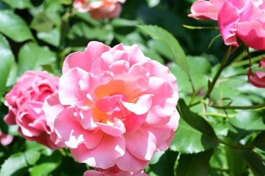 Çiçek açan yeşil yapraklı gül çalısı