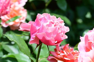 Çiçek açan yeşil yapraklı gül çalısı