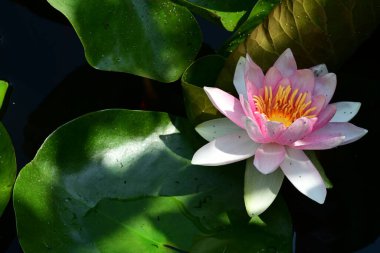 Gölette büyüyen nilüfer çiçeği