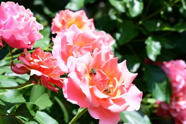 Çiçek açan yeşil yapraklı gül çalısı