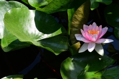 Gölette büyüyen nilüfer çiçeği