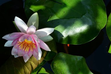 Gölette büyüyen nilüfer çiçeği