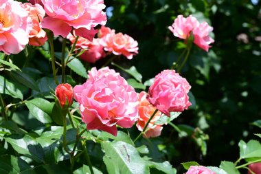 Çiçek açan yeşil yapraklı gül çalısı