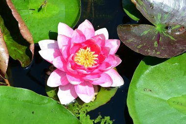 Gölette büyüyen nilüfer çiçeği