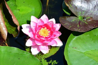 Gölette büyüyen nilüfer çiçeği