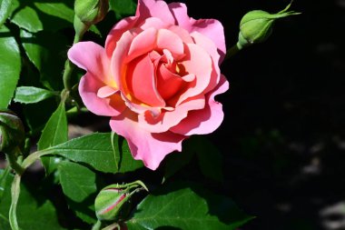 Çiçek açmış taze gül bahçesi.