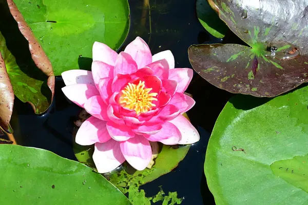 Gölette büyüyen nilüfer çiçeği