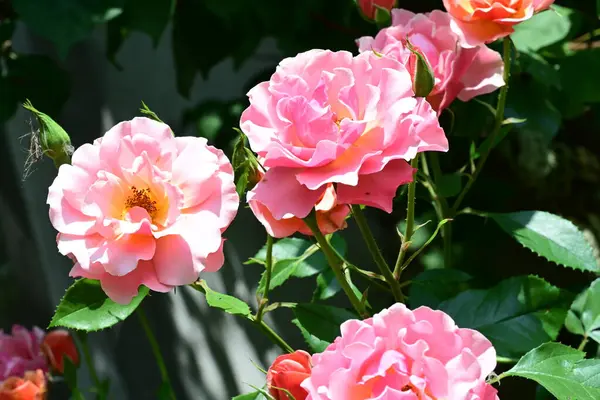 Yumuşak ışıkta açan pembe gül çalısı.