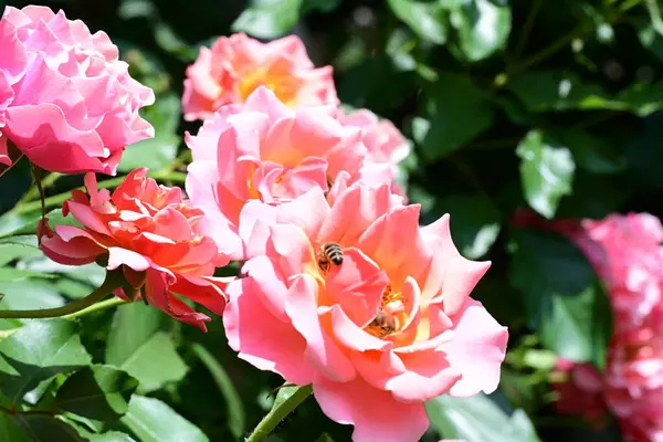 Çiçek açan yeşil yapraklı gül çalısı