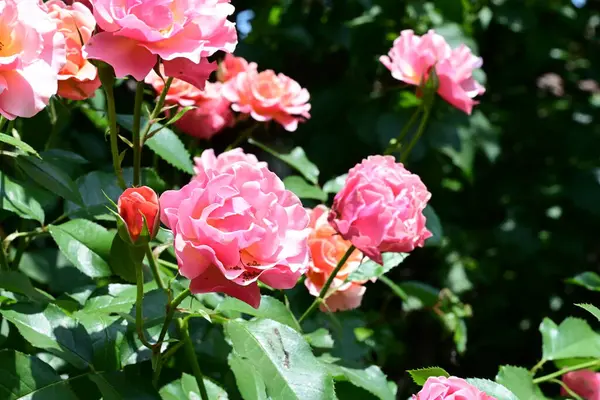 Çiçek açan yeşil yapraklı gül çalısı
