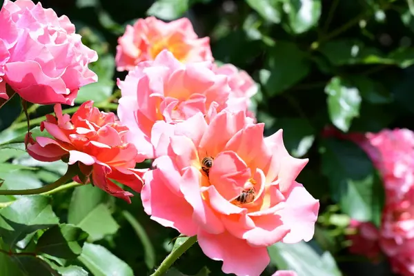 Çiçek açmış taze gül bahçesi.