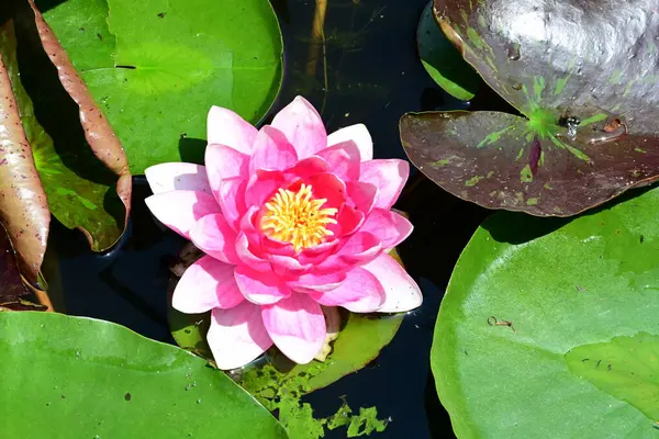 Gölette büyüyen nilüfer çiçeği