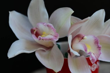 Güzel orkide çiçeğinin yakın görüntüsü  