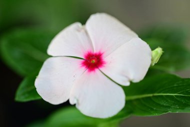 Bahçede açan güzel çiçeğin yakın görüntüsü