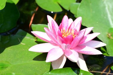 Gölette büyüyen nilüfer çiçeği