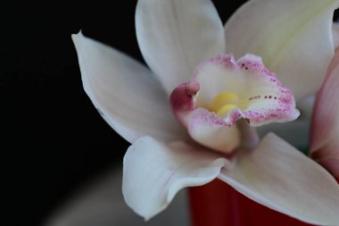 Güzel orkide çiçeğinin yakın görüntüsü  
