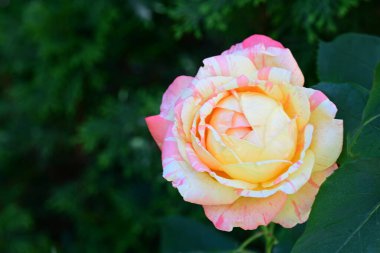 Yaz bahçesinde yetişen pembe güllere yakın..