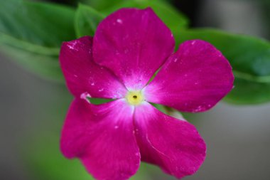 Bahçede açan güzel çiçeğin yakın görüntüsü