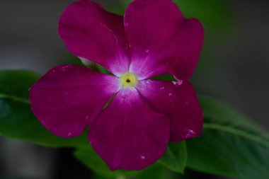 Bahçede açan güzel çiçeğin yakın görüntüsü