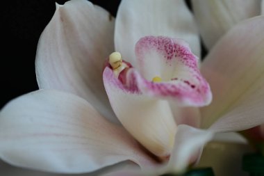 Güzel orkide çiçeğinin yakın görüntüsü  